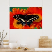 ブラックアゲハチョウバタフライオンゲルベリアデイジー ポスター (キッチン)