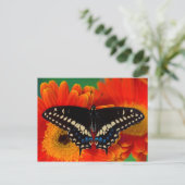 ブラックアゲハチョウバタフライオンゲルベリアデイジー ポストカード (スタンド正面)