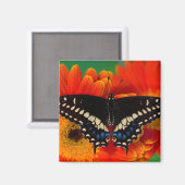 ブラックアゲハチョウバタフライオンゲルベリアデイジー マグネット (正面/裏面)