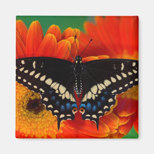 ブラックアゲハチョウバタフライオンゲルベリアデイジー マグネット (正面)