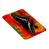 ブラックアゲハチョウバタフライオンゲルベリアデイジー マグネット (右側)