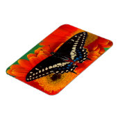 ブラックアゲハチョウバタフライオンゲルベリアデイジー マグネット (左側)