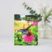 ブラックアゲハチョウバタフライピンクエキナセアフラワーズ ポストカード (スタンド正面)