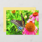 ブラックアゲハチョウバタフライピンクエキナセア花 ポストカード (正面/裏面)