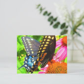 ブラックアゲハチョウバタフライピンクエキナセア花 ポストカード (スタンド正面)