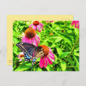 ブラックアゲハチョウバタフライピンクエキナセア花 ポストカード (正面/裏面)