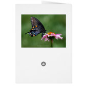 ブラックアゲハチョウバタフライライフサイクルコラージュ (裏面)