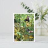 ブラックアゲハチョウバタフライライフサイクルハガキ ポストカード (スタンド正面)