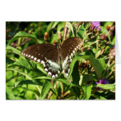 ブラックアゲハチョウバタフライ自然撮影 (正面横)