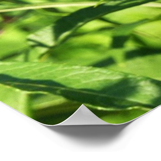 ブラックアゲハチョウバタフライ自然撮影 ポスター (角)