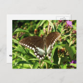 ブラックアゲハチョウバタフライ自然撮影 ポストカード (正面/裏面)