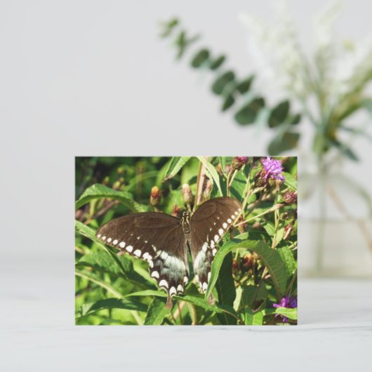 ブラックアゲハチョウバタフライ自然撮影 ポストカード (スタンド正面)