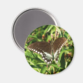 ブラックアゲハチョウバタフライ自然撮影 マグネット (正面/裏面)