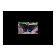 ブラックアゲハチョウバタフライ#1