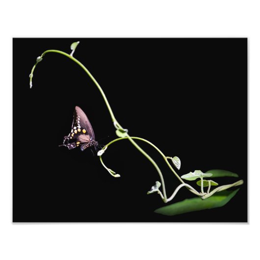 ブラックアゲハチョウ蝶 フォトプリント            (正面)