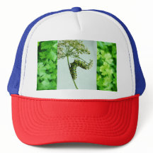 ブラックアゲハチョウ食べ物ズパセリ