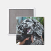 ブラックアメリカンコッカースパニエル犬子犬10週古い マグネット (正面/裏面)