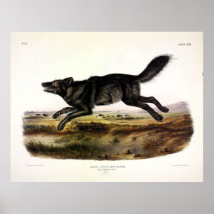 ブラックアメリカン・ウルフ(Canis Lupus, var.(水) ポスター