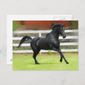 ブラックアラビアンスタリオン ポストカード (正面/裏面)
