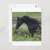 ブラックアラビアンスタリオン ポストカード (正面/裏面)