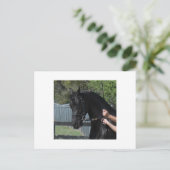 ブラックアラビアンスポーツホース手はがき ポストカード (スタンド正面)