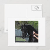 ブラックアラビアンスポーツホース手はがき ポストカード (正面/裏面)