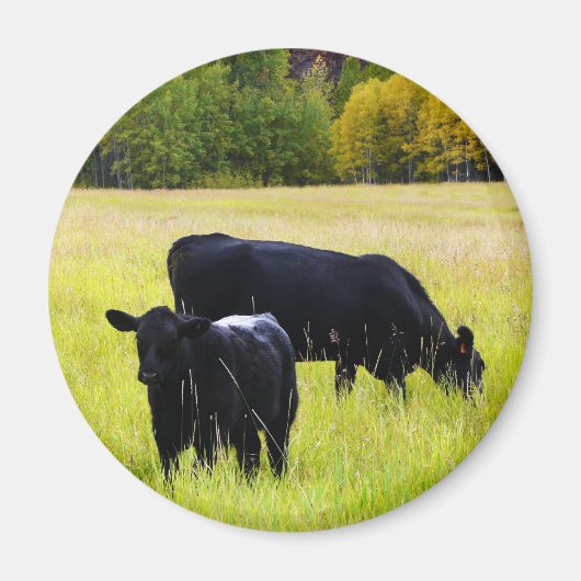 ブラックアンガスペアinフィールド マグネット (正面)