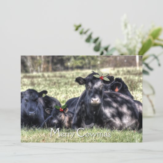 ブラックアンガス ホリー メリーカウマス グリーティング シーズンカード (スタンド正面)