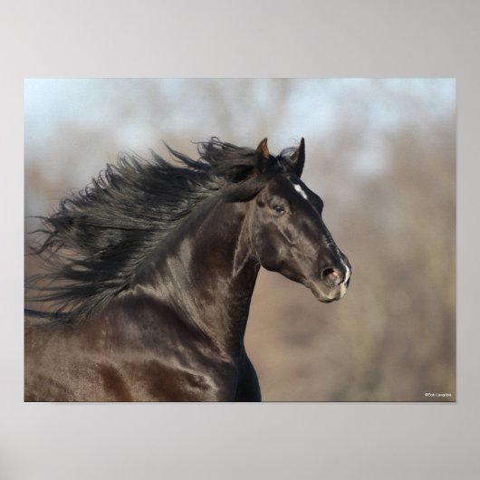 ブラックアンダルシアのヘッドショットマネ流れ ポスター (正面)