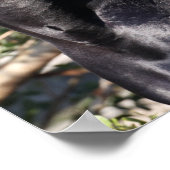 ブラックアンダルシアの馬の立ちヘッドショット ポスター (角)