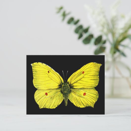 ブラックアンドイエローバタフライヴィンテージイラストレーション ポストカード (スタンド正面)