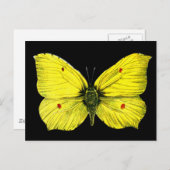 ブラックアンドイエローバタフライヴィンテージイラストレーション ポストカード (正面/裏面)