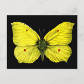 ブラックアンドイエローバタフライヴィンテージイラストレーション ポストカード (正面)
