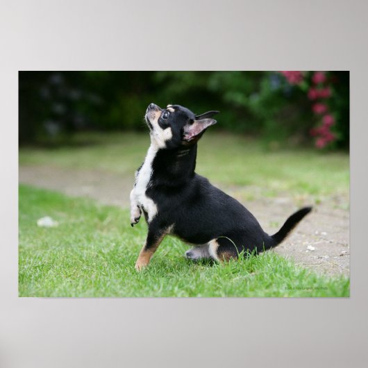 ブラックアンドクリームチワワ ポスター (正面)