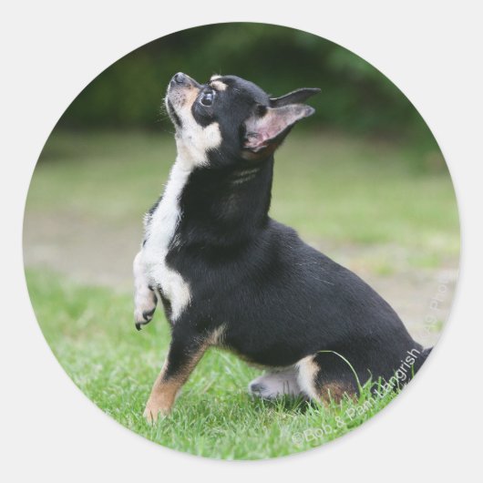 ブラックアンドクリームチワワ ラウンドシール (正面)