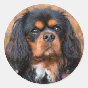 ブラックアンドタンカバリエールキングチャールズスパニエル犬ドッグ ラウンドシール