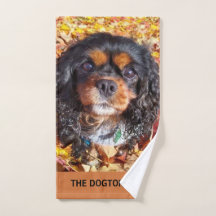 ブラックアンドタンカバリエールキングチャールズスパニエル犬