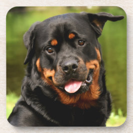 ブラックアンドタンロットワイラー子犬 コースター