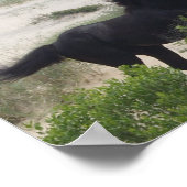 ブラックアンドブラウンワイルドコロラウマ ポスター (角)