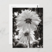 ブラックアンドホワイトのダリア ファインアート写真 ポストカード (正面/裏面)