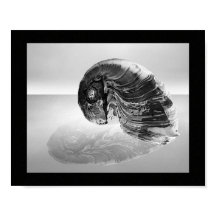 ブラックアンドホワイト シーシェル トロピカル プリントアート