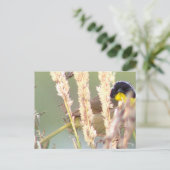 ブラックイエローバードフォトポストカード ポストカード (スタンド正面)