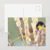 ブラックイエローバードフォトポストカード ポストカード (正面/裏面)