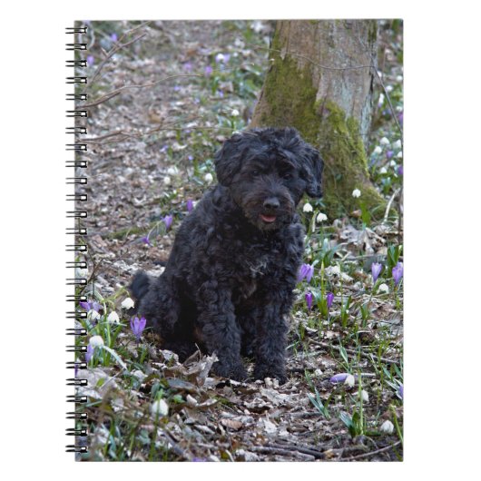 ブラックイングリッシュスプリンガースパニエル ノートブック (正面)
