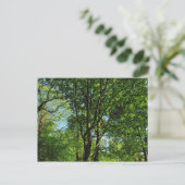 ブラックウィアー・ウッズ, ビュート・パーク, カーディフ ウェールズ ポストカード (スタンド正面)