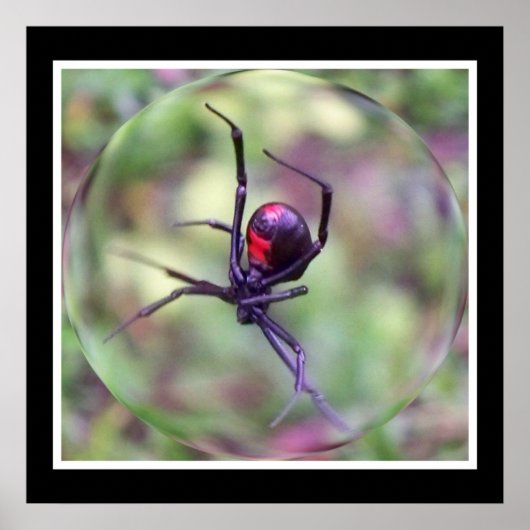 ブラックウィドウプリント ポスター (正面)