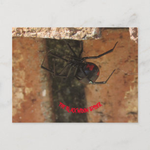 ブラックウィドスパイダー ポストカード
