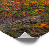 ブラックウォーター秋州パーク |ウェストバージニア ポスター (角)