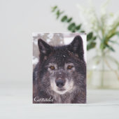 ブラックウルフポストカード – カナダ ポストカード (スタンド正面)