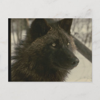 ブラックウルフ犬 ポストカード